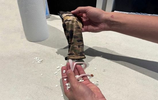 العثور على ثعابين مخبأة داخل سروال راكب بمطار ميامي