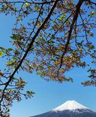 اليابان تطلق نظام الحجز الإلكتروني المسبق لزوار جبل فوجي