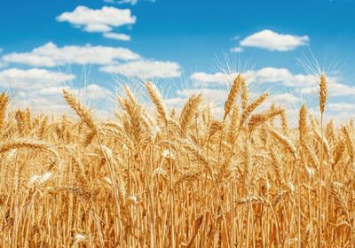 تقلبات بأسعار المحاصيل مع ارتفاع القمح وتراجع الكاكاو