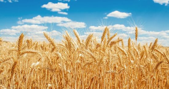 تقلبات بأسعار المحاصيل مع ارتفاع القمح وتراجع الكاكاو