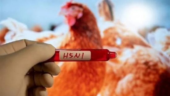اكتشاف سلالة شديدة العدوى من فيروس إنفلونزا الطيور