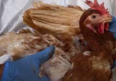 تفشي سلالة من إنفلونزا الطيور في مزرعة بأستراليا