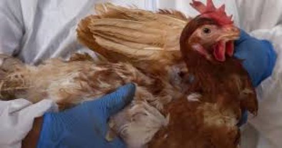 تفشي سلالة من إنفلونزا الطيور في مزرعة بأستراليا