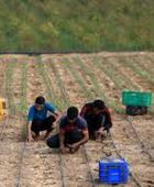 تايلاند تعتزم استئناف إرسال عمال زراعيين إلى إسرائيل