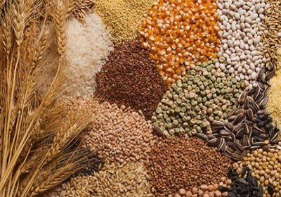 الإنتاج العالمي للحبوب لمستوى قياسي مع استقرار أسعار الغذاء