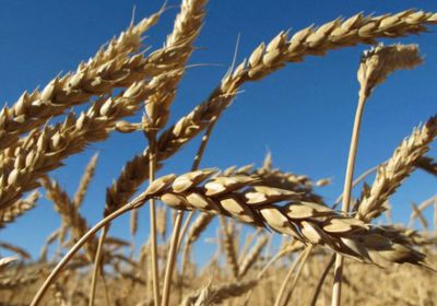 الجزائر توقع عقدًا بـ 420 مليون يورو مع إيطاليا لزراعة الحبوب