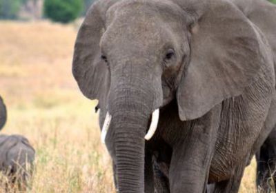 مقتل سائح إسباني داس عليه فيل في أحد متنزهات جنوب إفريقيا