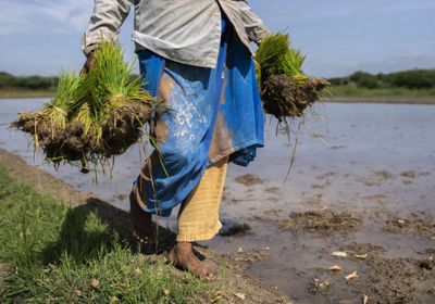 الهند تدرس تخفيف قيود تصدير الأرز لتصريف الفائض