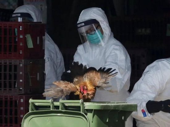 ولاية أمريكية تبلغ عن 3 إصابات بإنفلونزا الطيور