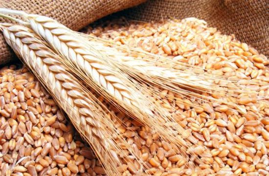 صادرات الحبوب الأوكرانية ترتفع في بداية الموسم