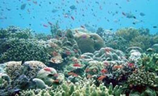 قبرص تقيم أول مشتل عائم للشُعَب المرجانية في البحر المتوسط