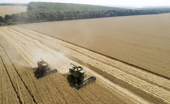 ارتفاع أسعار القمح في فرنسا بسبب تباطؤ الحصاد