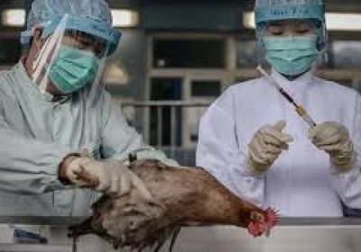 الفاو تحذر من زيادة مقلقة في إصابات إنفلونزا الطيور بآسيا