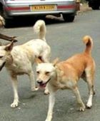 تركيا تقر قانونا لجمع الكلاب الضالة من الشوارع