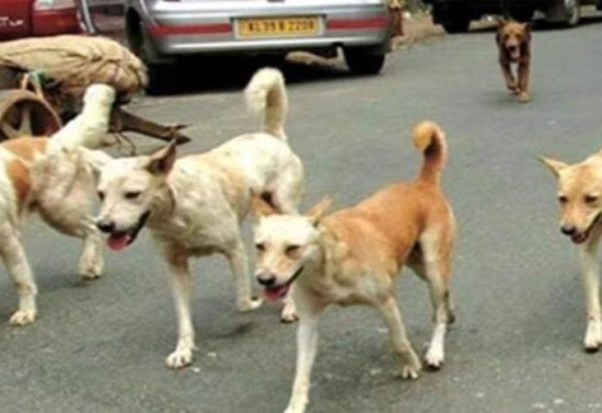 تركيا تقر قانونا لجمع الكلاب الضالة من الشوارع