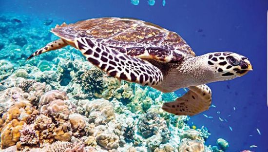 سلطات مايوت تكثّف إجراءات مكافحة الصيد غير القانوني للسلاحف البحرية