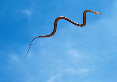 العثور على بقايا امرأة داخل جوف تمساح في إندونيسيا