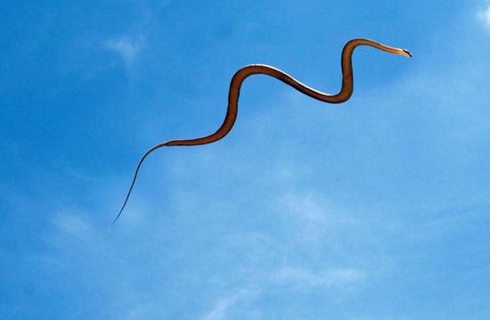 العثور على بقايا امرأة داخل جوف تمساح في إندونيسيا