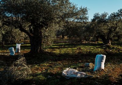 مستوطنون يحرقون أشجار زيتون لمزارع فلسطيني في الضفة الغربية