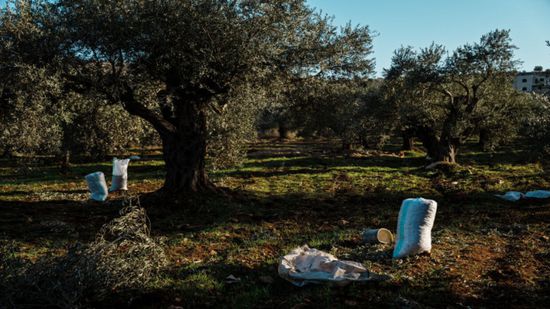 مستوطنون يحرقون أشجار زيتون لمزارع فلسطيني في الضفة الغربية