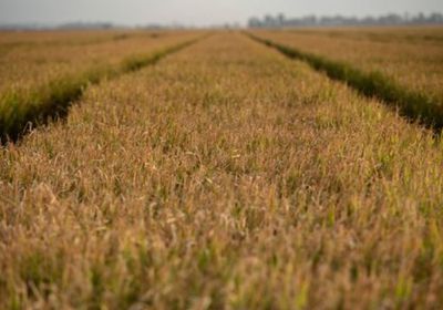 الهند تلغي الحد الأدنى لأسعار أرز البسمتي لتعزيز صادراتها