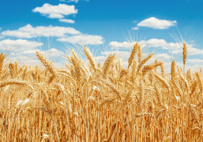 تراجع أسعار القمح الأمريكي وسط ضعف الطلب