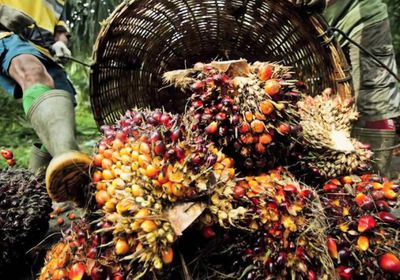 خفض رسوم تصدير زيت النخيل في إندونيسيا