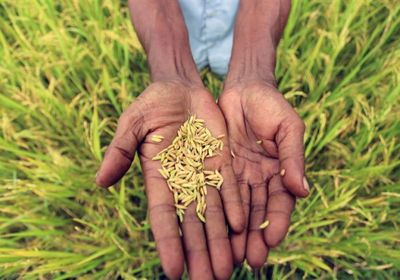 فيضانات بنجلاديش تدمر محصول الأرز وترفع الأسعار