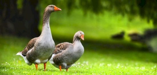    "إوزة" تكسر زجاج طائرة بوينغ 737 ماكس