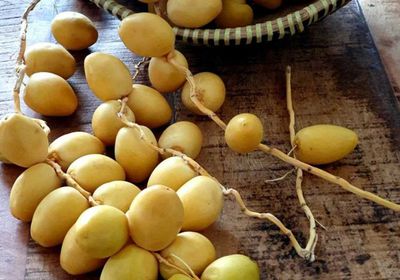    فوائد مهمة للبلح الأصفر