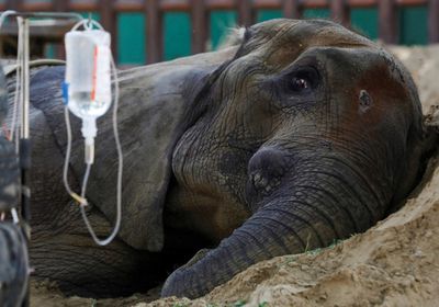 نفوق أنثى فيل في حديقة حيوانات كراتشي