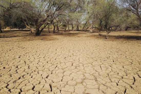 محادثات مكافحة التصحر في السعودية تدخل مرحلة الحسم