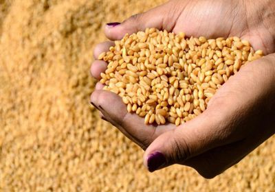 سفينة ثانية محملة بالقمح لصالح هيئة السلع التموينية بمصر تغادر روسيا