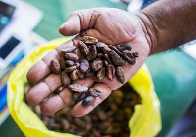 سوء الأحوال الجوية يرفع أسعار الكاكاو عالميا