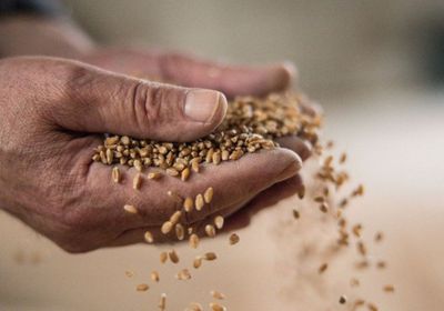 تراجع أسعار القمح في شيكاغو وسط توقعات بوفرة المعروض