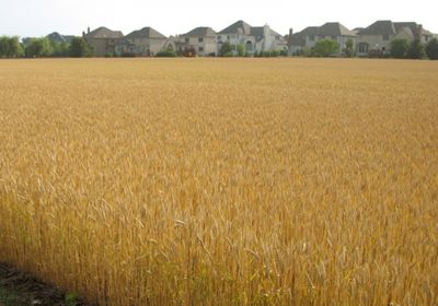 انخفاض العقود الآجلة للقمح في شيكاغو مع قوة الدولار