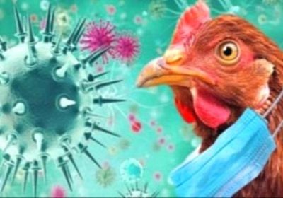 فرنسا تؤكد تفشي إنفلونزا الطيور في مزرعتي دواجن