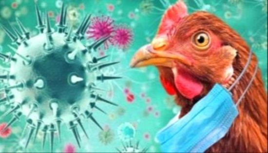 فرنسا تؤكد تفشي إنفلونزا الطيور في مزرعتي دواجن