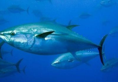 بيع سمكة تونة زرقاء الزعنفة لقاء 1,34 مليون دولار في مزاد ياباني