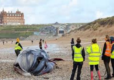 العثور على أكثر من 30 حوتا نافقا في البحر الأسود