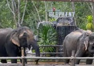 فيل يقتل سائحة إسبانية في محمية تايلاندية