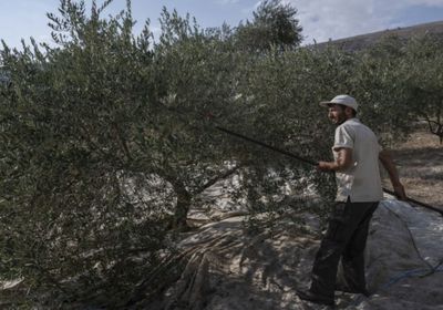 الجيش الإسرائيلي يسرق أشجار زيتون من جنوب لبنان