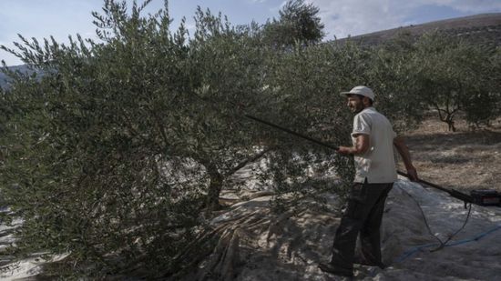 الجيش الإسرائيلي يسرق أشجار زيتون من جنوب لبنان