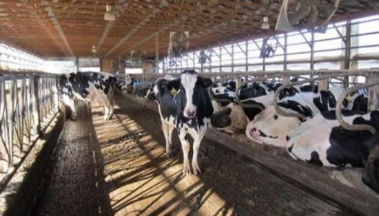 الحمى القلاعية تُغلق حديقتي حيوان في ألمانيا