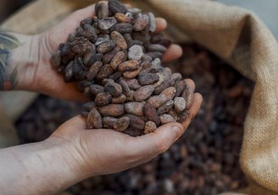 ارتفاع أسعار الكاكاو في نيويورك 6.5% وتراجع السكر