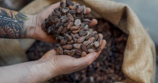 ارتفاع أسعار الكاكاو في نيويورك 6.5% وتراجع السكر