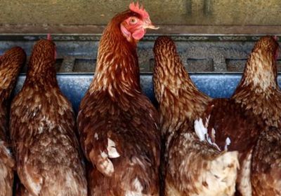 رئيس الفيدرالي في فيلادلفيا يحذر من تأثير إنفلونزا الطيور