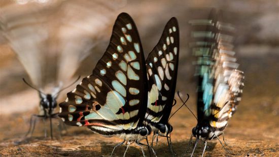 اكتشاف أجناس برية نادرة في حديقة وطنية كمبودية