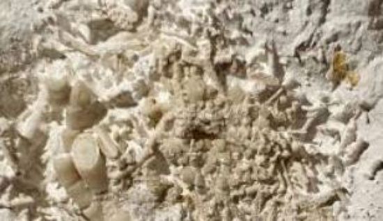 العثور على قيء متحجر يعود تاريخه إلى 66 مليون سنة في الدنمارك