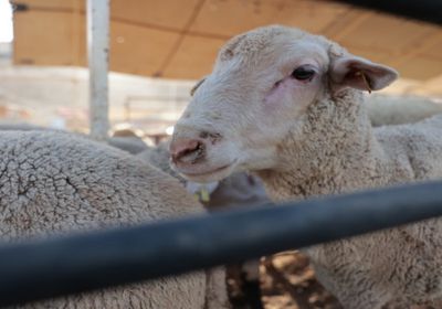 الصين تحظر استيراد الماشية من عدة دول